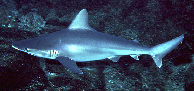 Carcharhinus plumbeus