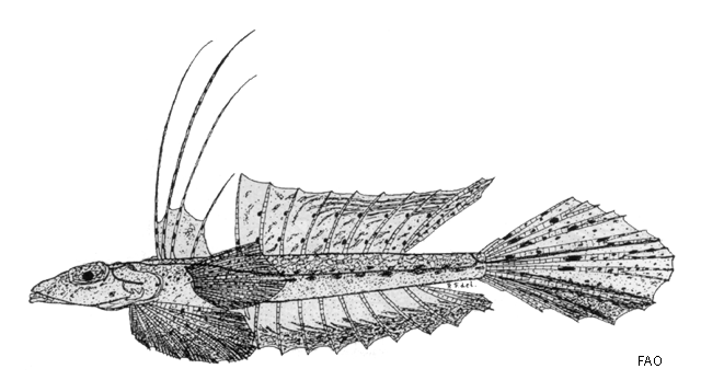 Callionymus sublaevis