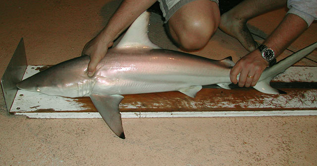 Carcharhinus tilstoni