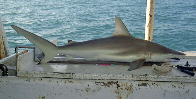 Carcharhinus tilstoni