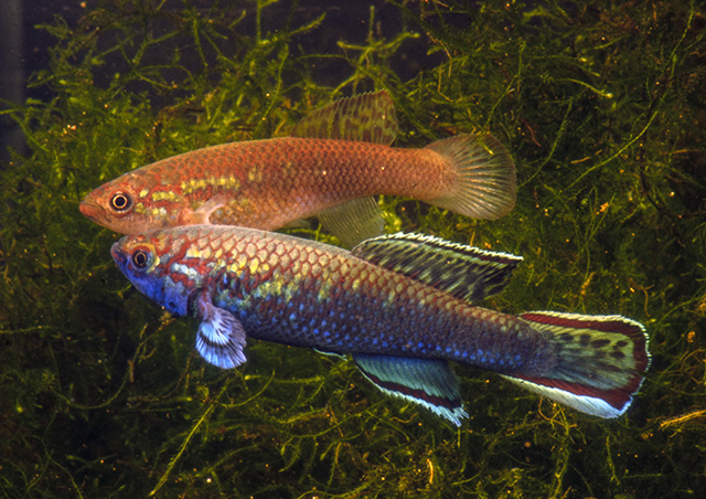 Callopanchax toddi