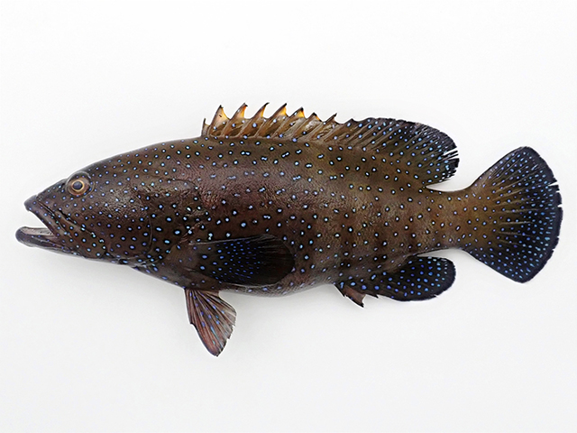 Cephalopholis argus