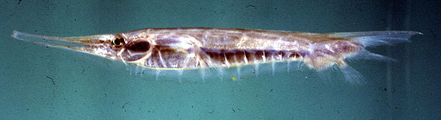 Centriscus scutatus
