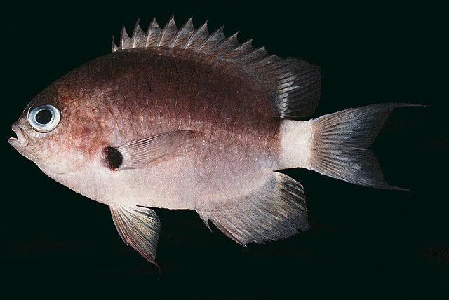 Pycnochromis delta