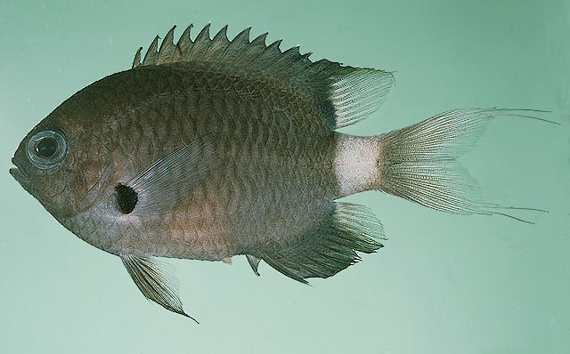Pycnochromis delta