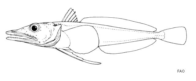Chionobathyscus dewitti