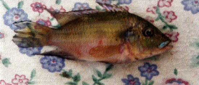 Chromidotilapia guntheri