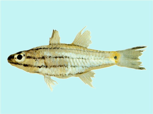 Cheilodipterus isostigma