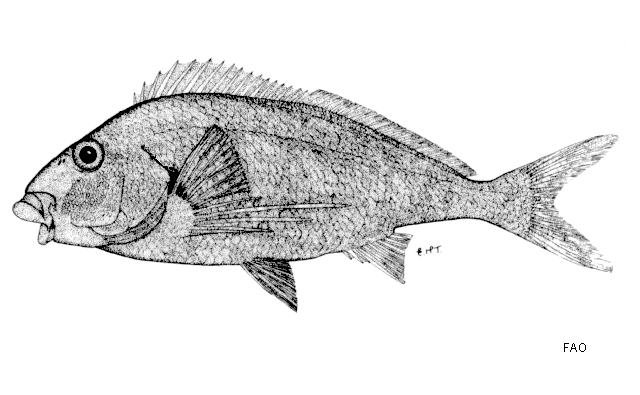 Chirodactylus jessicalenorum