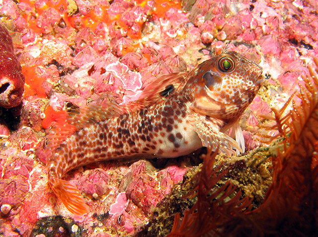 Chalaroderma ocellata
