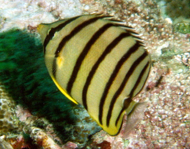 Chaetodon octofasciatus