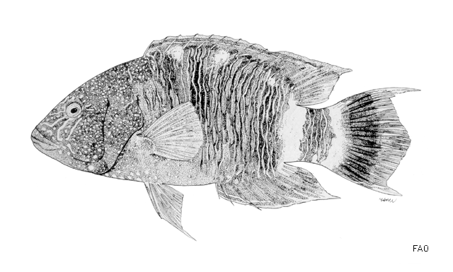 Cheilinus trilobatus