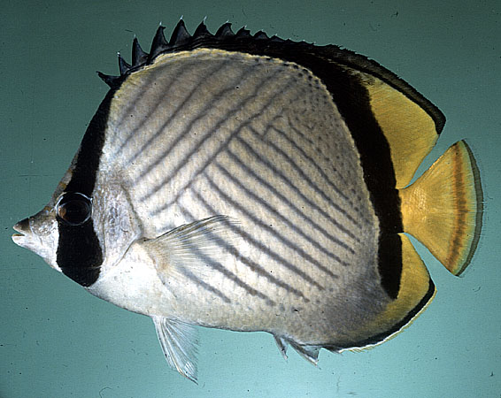 Chaetodon pictus