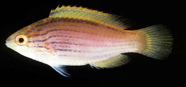 Cirrhilabrus lineatus