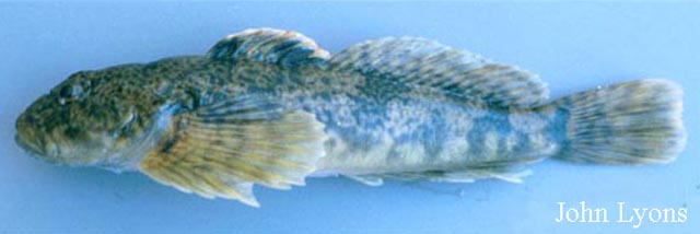 Cottus cognatus