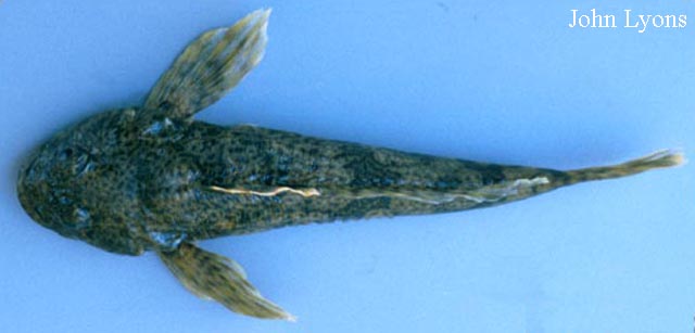 Cottus cognatus