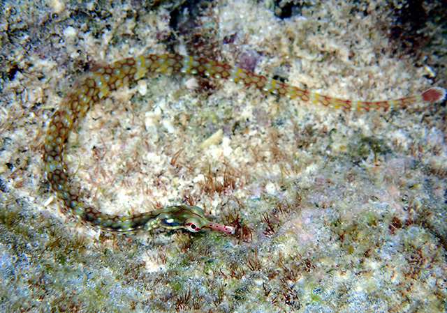 Corythoichthys conspicillatus