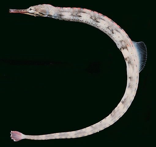 Corythoichthys intestinalis