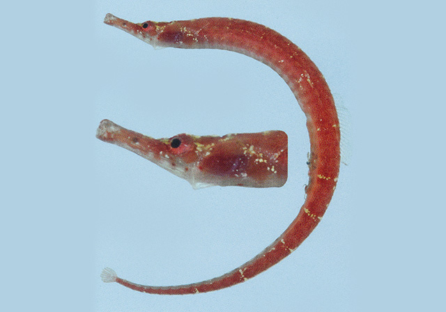 Cosmocampus maxweberi