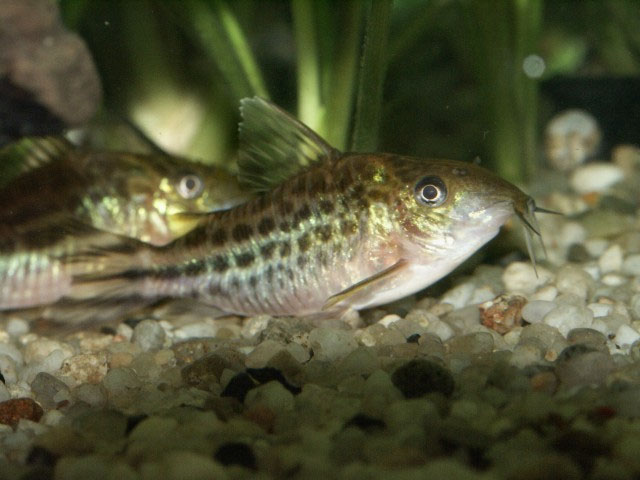 Corydoras robineae