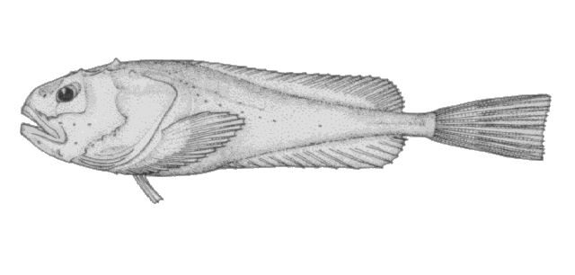 Cottunculus thomsonii