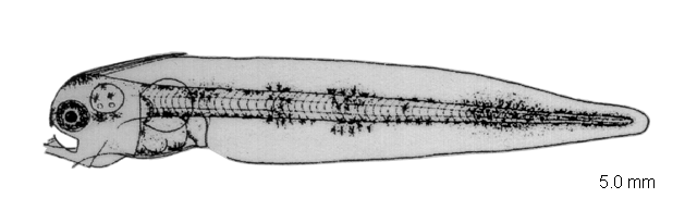 Cynoglossus abbreviatus