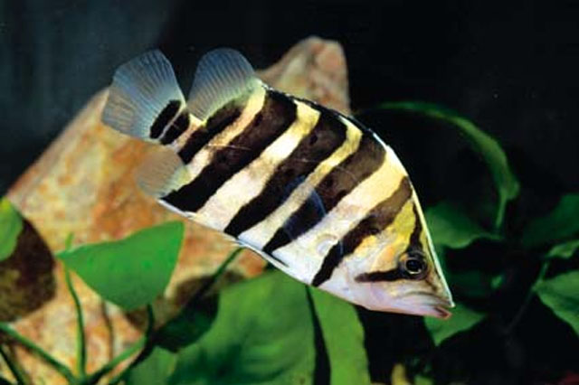 Datnioides microlepis