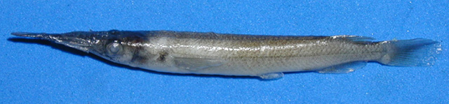 Dermogenys palawanensis