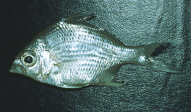 Diapterus auratus