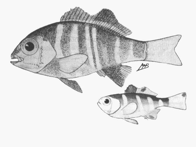 Dichistius capensis