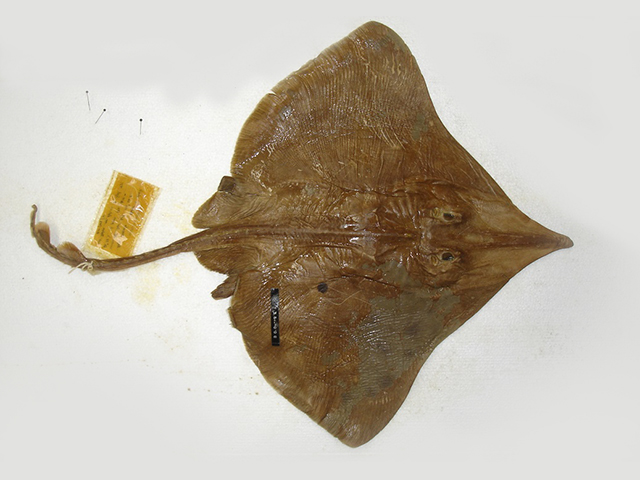 Dipturus innominatus