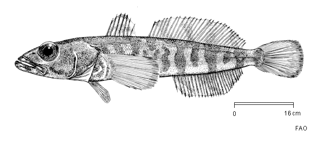Dissostichus mawsoni