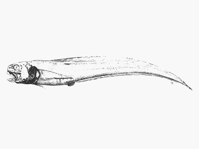 Dicrolene pallidus