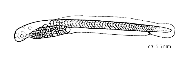 Dorosoma cepedianum