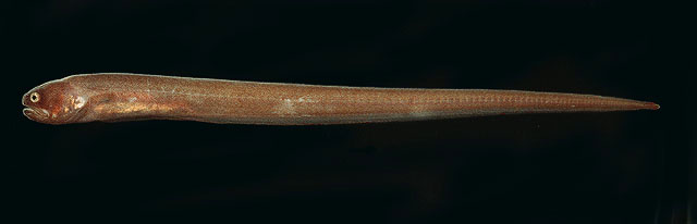 Encheliophis boraborensis