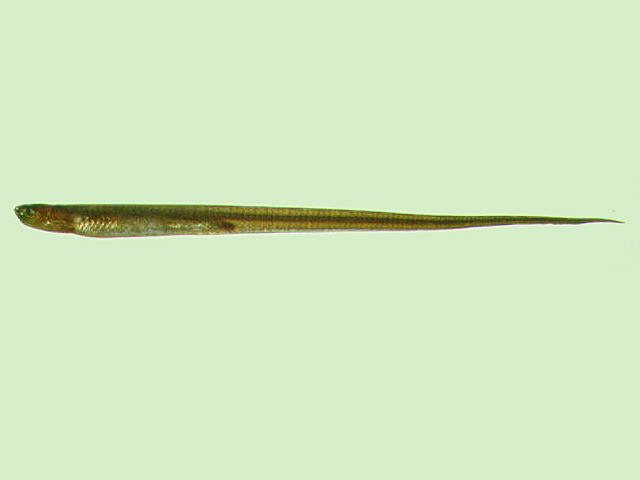 Encheliophis gracilis