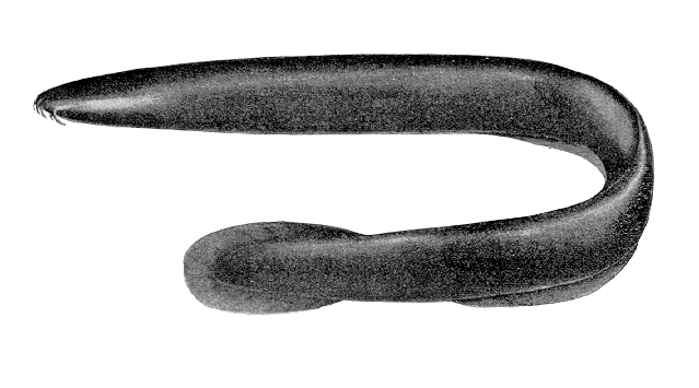 Eptatretus deani
