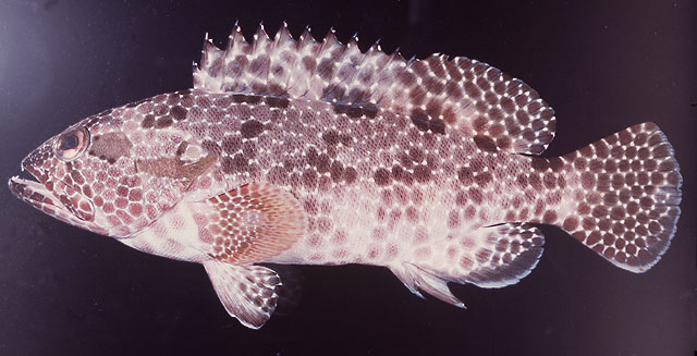 Epinephelus hexagonatus