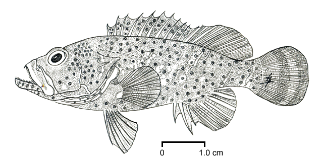 Epinephelus lebretonianus