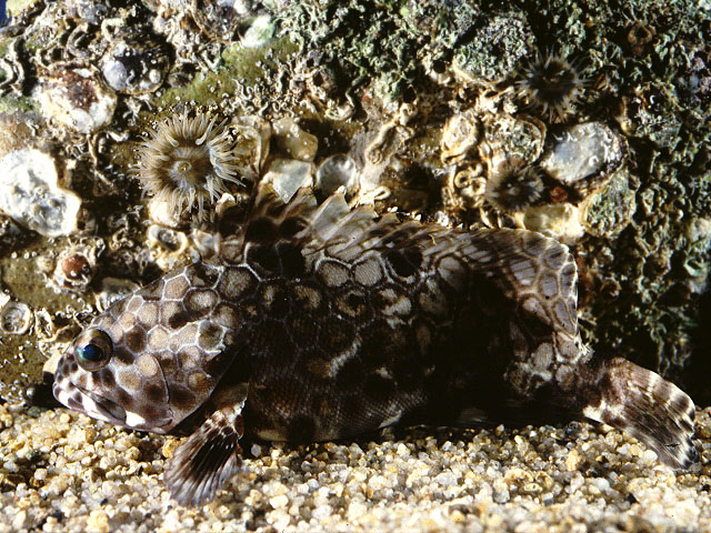Epinephelus quoyanus