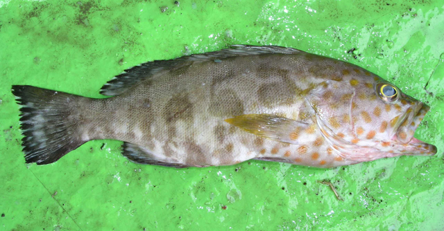 Epinephelus timorensis