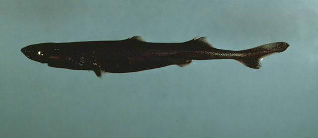 Etmopterus gracilispinis
