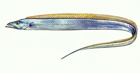 Eupleurogrammus muticus