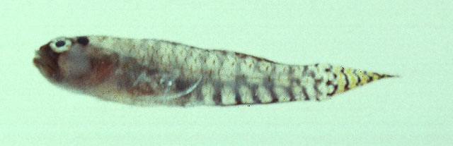 Eviota storthynx