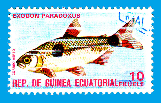 Exodon paradoxus