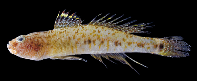 Favonigobius melanobranchus