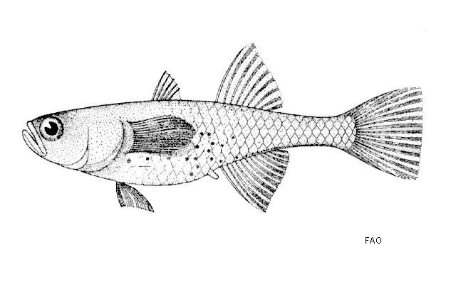 Gobiopterus chuno
