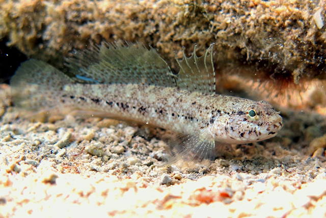 Gobius couchi