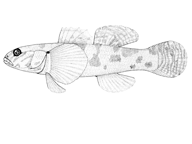 Gobiomorphus huttoni
