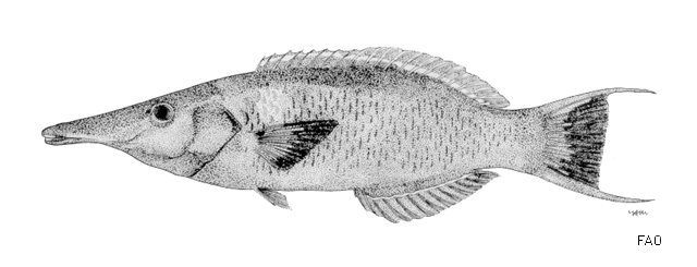 Gomphosus varius
